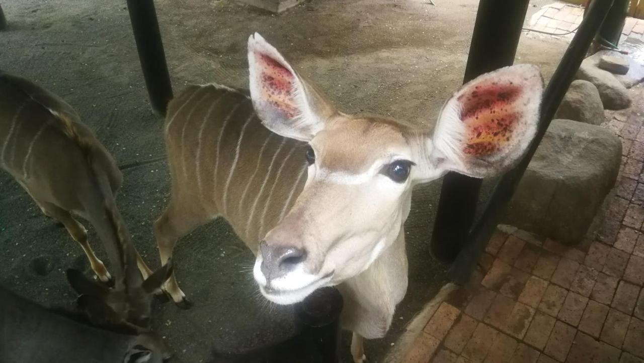Kruger Kumba - Lahlekile Nathi Apartment Marloth Park Bagian luar foto