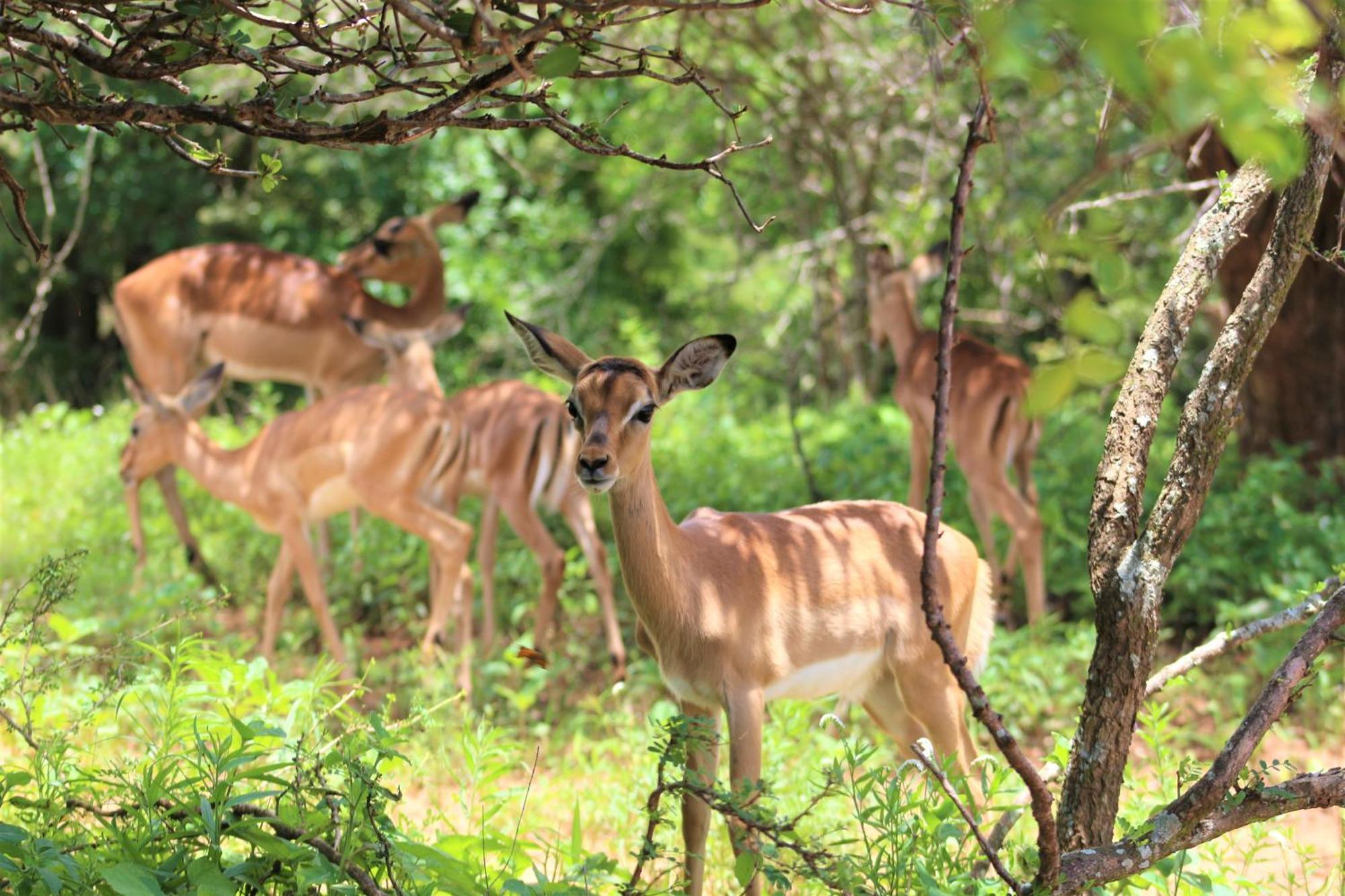 Kruger Kumba - Lahlekile Nathi Apartment Marloth Park Bagian luar foto