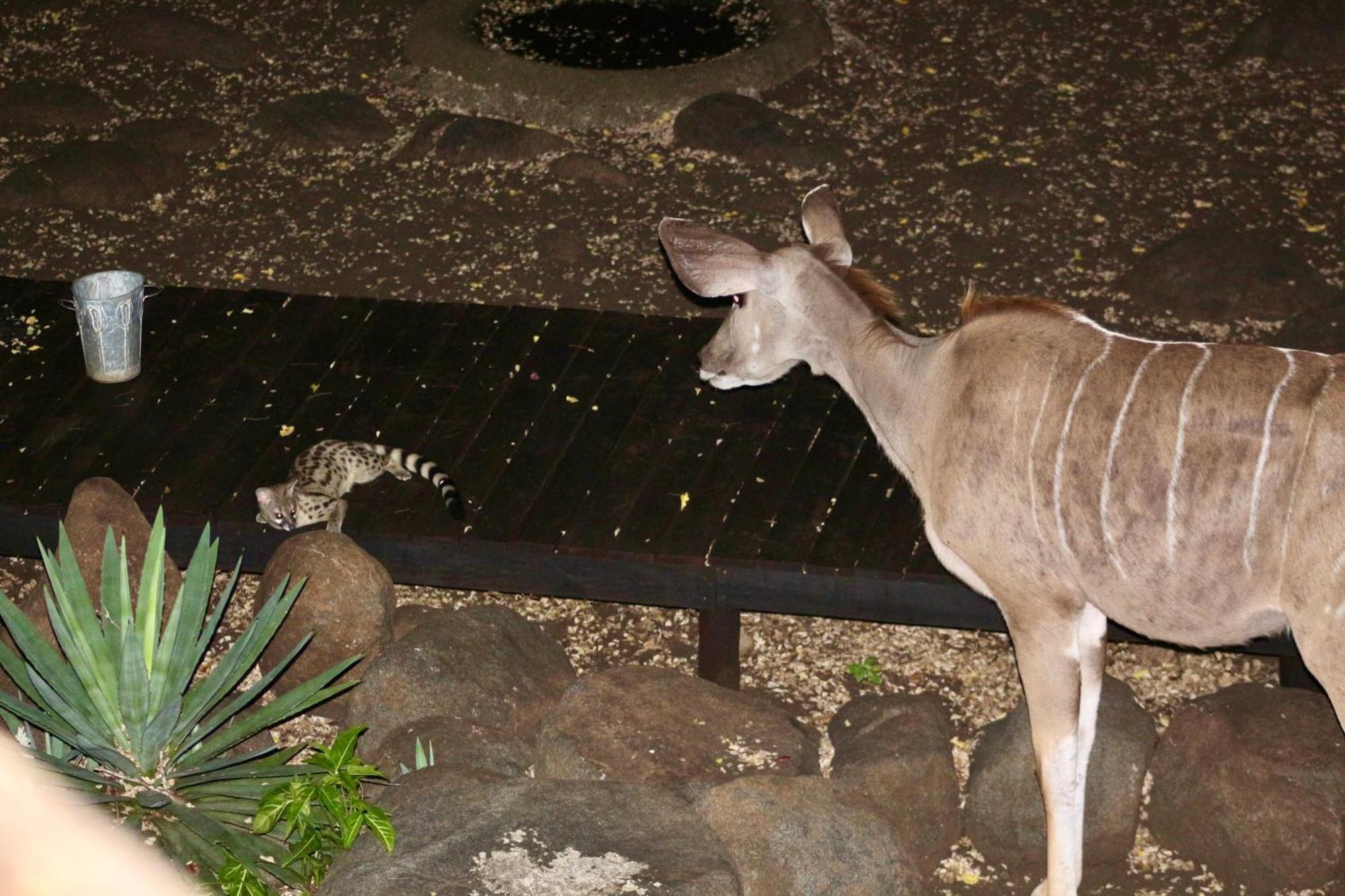 Kruger Kumba - Lahlekile Nathi Apartment Marloth Park Bagian luar foto